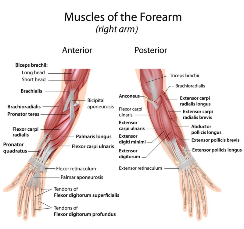 forearm-muscles-workout