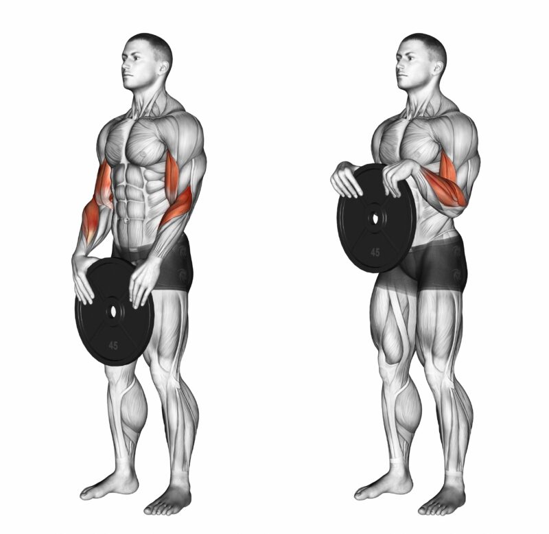 Plate curl workouts 